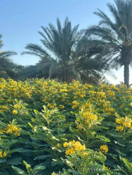 اكاسيا مصريه
الكميات خير من الله 

الاسعار تخبل 

التفاصيل ع الخاص
او للأستفسار *********** 

الحله / الرارنجيه
