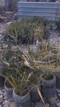 واشنطونيا ٢٥٠ • يوكالبتوس ٢٠ • نخيل ٢٠