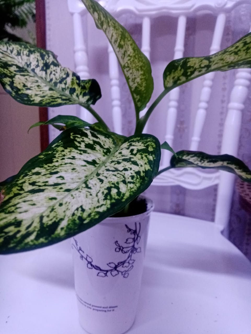 زرع طبيعي ماءي قاروره زرع بلتربه سعر حسب حجم السندانه والقاروره


**إذا كنت صاحب هذا الإعلان وتريد حذفه لأي سبب، رجاءا أرسل رسالة إلى الدعم الفني**