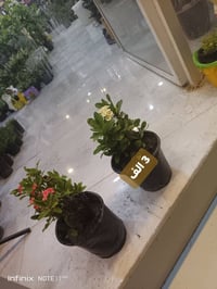 نباتات خارجية • الرمادي العزيزية • توصيل الرمادي