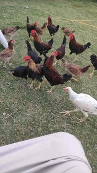 فروج عرب كويتي • فروج كويتي • فروج عربي • فروج • دجاج كويتي • دجاج عرب...