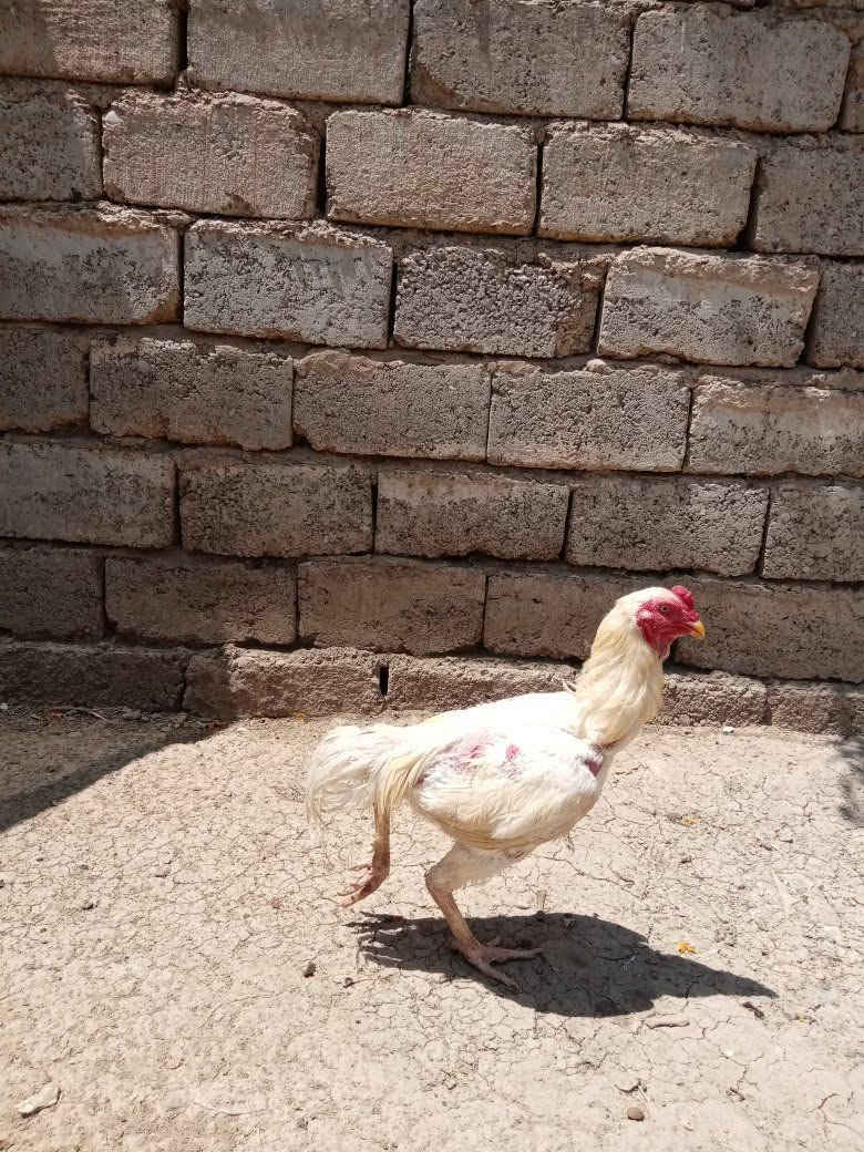 ديج هرتي للبيع


**إذا كنت صاحب هذا الإعلان وتريد حذفه لأي سبب، رجاءا أرسل رسالة إلى الدعم الفني**