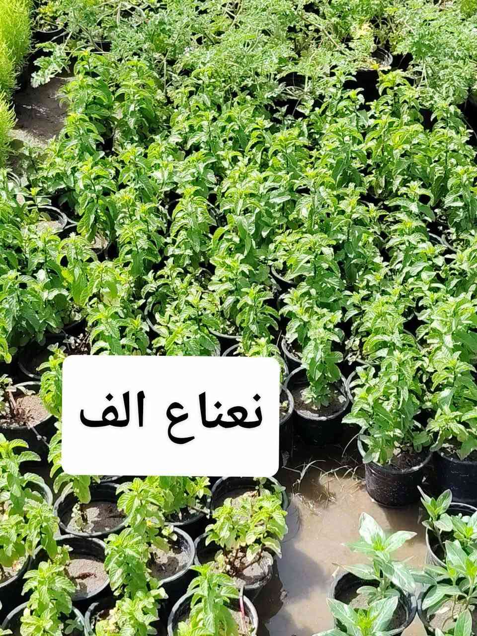 اللهم صلي على محمد وآل محمد
🛑 مشتل نعناعه الرفاعي الصوب الاول مجاور جسر المشاة بتجاه السايلو مقابل مدرسة الرقيم الاهليه يوجد خدمة توصيل ***********
