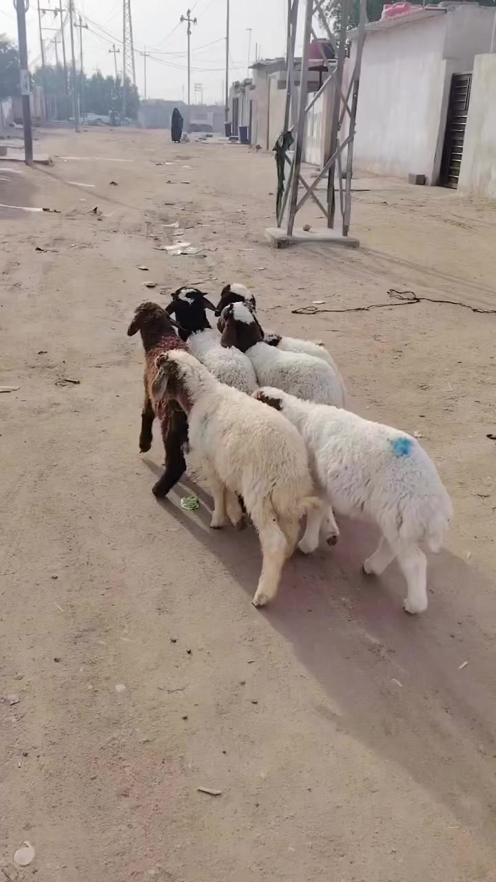 طليان لعدد ٦ كلهن ذكوره سعر لواحد 235 العنوان البصره زبير *********** تفاصيل داخل لفيدو يوجد توصيل داخل لبصره
