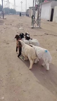 طليان • ٦ ذكور • البصرة الزبير