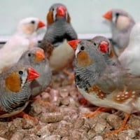 فناجس • ٣٠قطعة