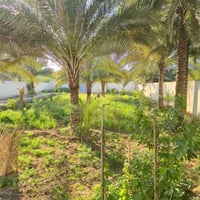 كربلاء • ١١٥٠م • سند ٢٥