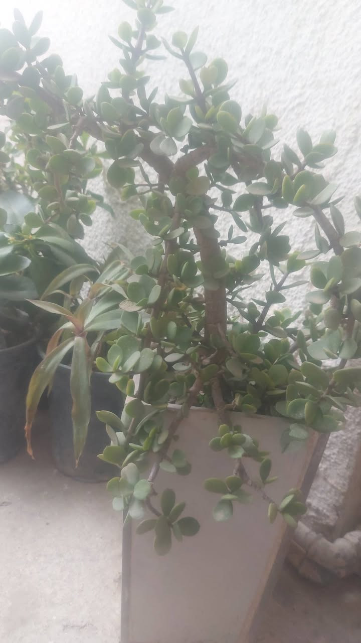 السلام عليكم يتوفر لدينا جميع انواع الورود بأنواعها الشمسية والضلية و بأسعار مناسبة جدا عنواني الخالص حي الزهراء قرب ثانوية المالكي البنين


**إذا كنت صاحب هذا الإعلان وتريد حذفه لأي سبب، رجاءا أرسل رسالة إلى الدعم الفني**