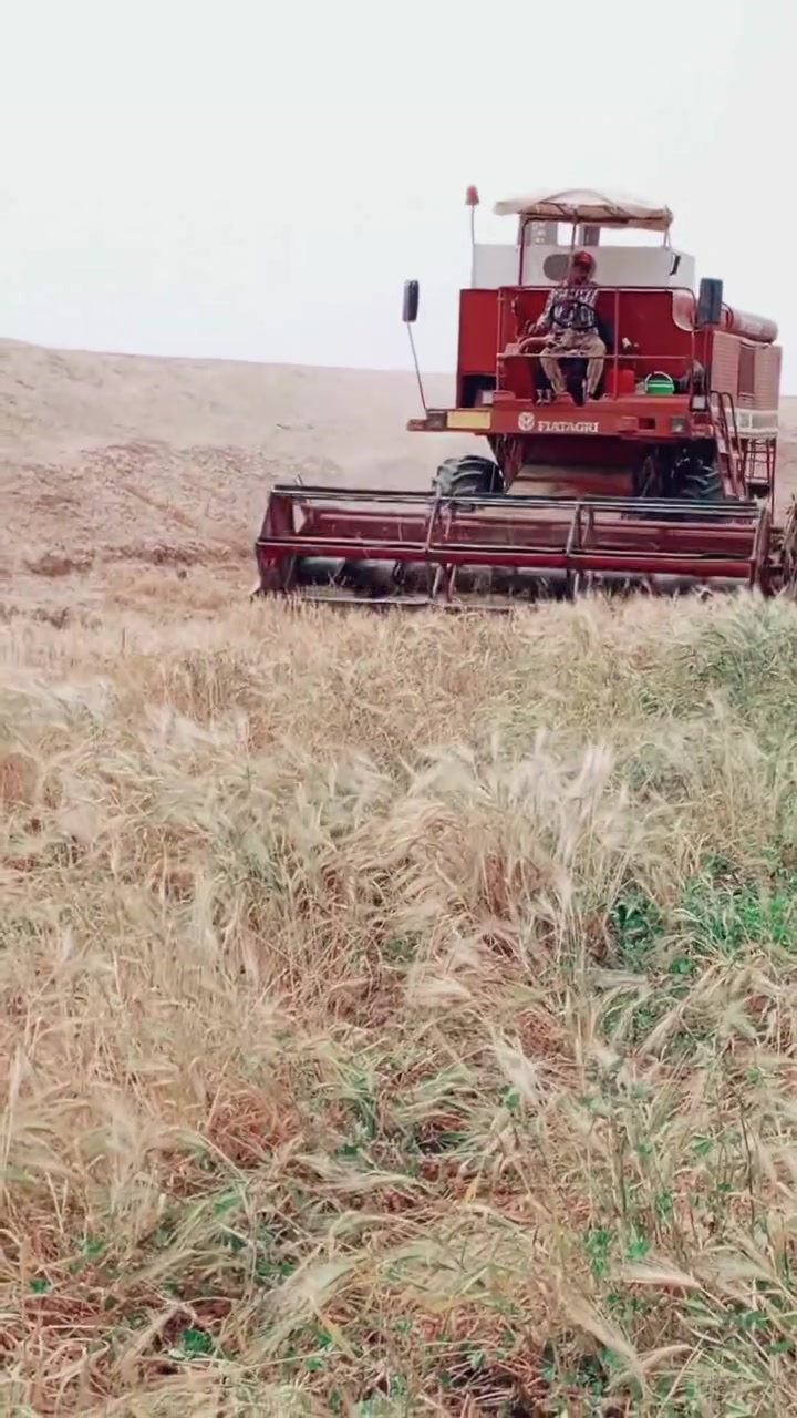 السلاعليكم موجود حاصدات الافيرده2 البيع بل شقل حصدن نضاف فول معمرات جديد  ***********
