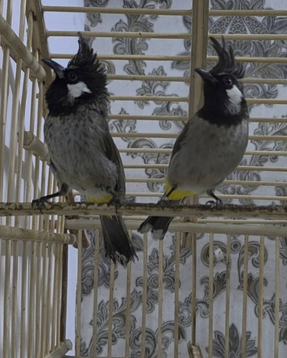 السلام عليكم متوفر من هاي البلابل الهملايا الي يريد منهن يتواصل رقمي ***********
