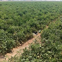 أرض زراعية • أراضي زراعية للبيع • استثمار زراعي • فرصة استثمارية • أرض...