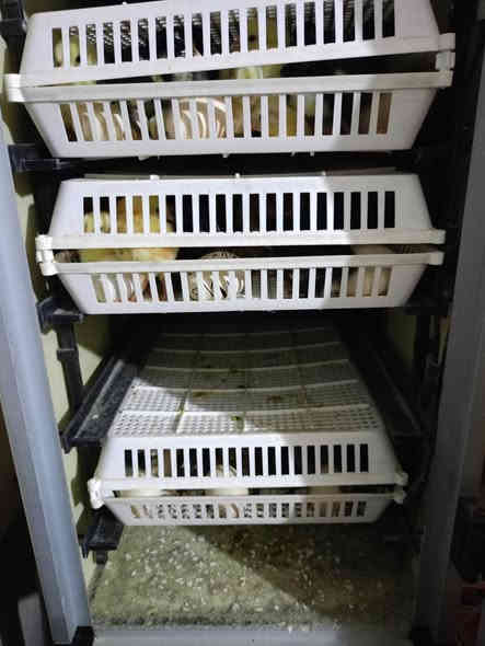 السلام عليكم 
#متاح فقاسه
جيموكه التركية غني عن التعريف 
120 بيضه  مستعمل موسم  نضافه فوول 
نسبه التفقييس خير من الله 
غراضه كامل اصلي مال شركه عدا المبخره 
س/ع/ر 600الف
مكاني تلعفر 
شراي يجي خاص 
***********
