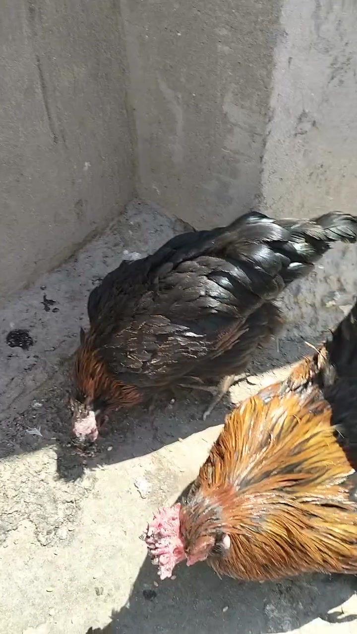السلام عليكم دجاج عرب للبيع السعر  مناسب  مال بيت الدجاجه بياضه


**إذا كنت صاحب هذا الإعلان وتريد حذفه لأي سبب، رجاءا أرسل رسالة إلى الدعم الفني**