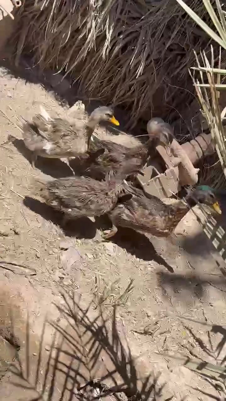 للبيع فسيفيات عدد 2
بشوش ووزه مصريه 
فراريج دجاج عرب  عدد 30
بسعر مناسب


**إذا كنت صاحب هذا الإعلان وتريد حذفه لأي سبب، رجاءا أرسل رسالة إلى الدعم الفني**