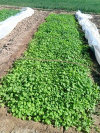 دوايه بذنجان • درجة اولى • الجلام الملح