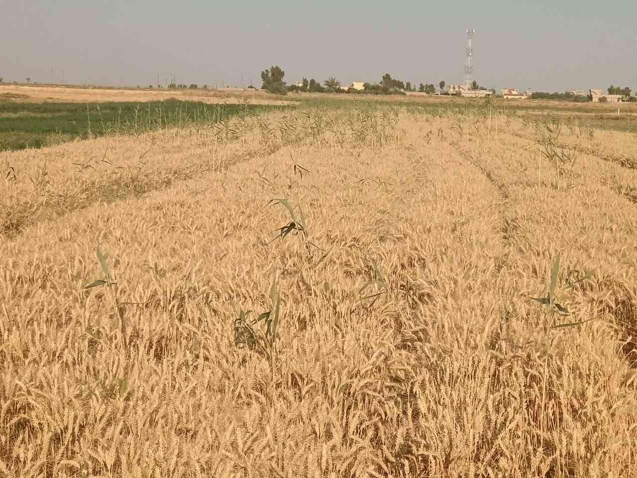 سلام عليكم يوجد حنطه بنت الجيس فرشه المانيا اتصل عل رقم  ***********  +مكلف بل نشر
