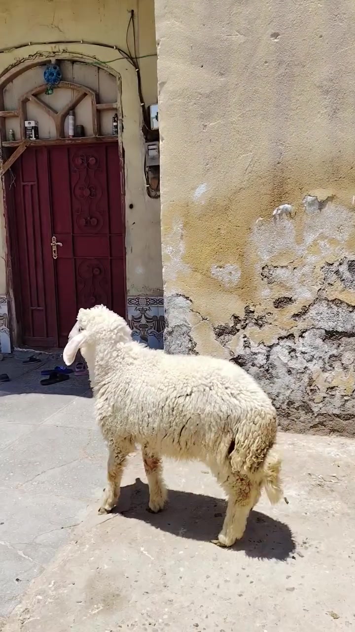 اخوان متوفر طلي كريشي سمين خير من الله
العنوان البصرة ابو صخير للاستفسار التواصل على الأرقام
*********** ***********
