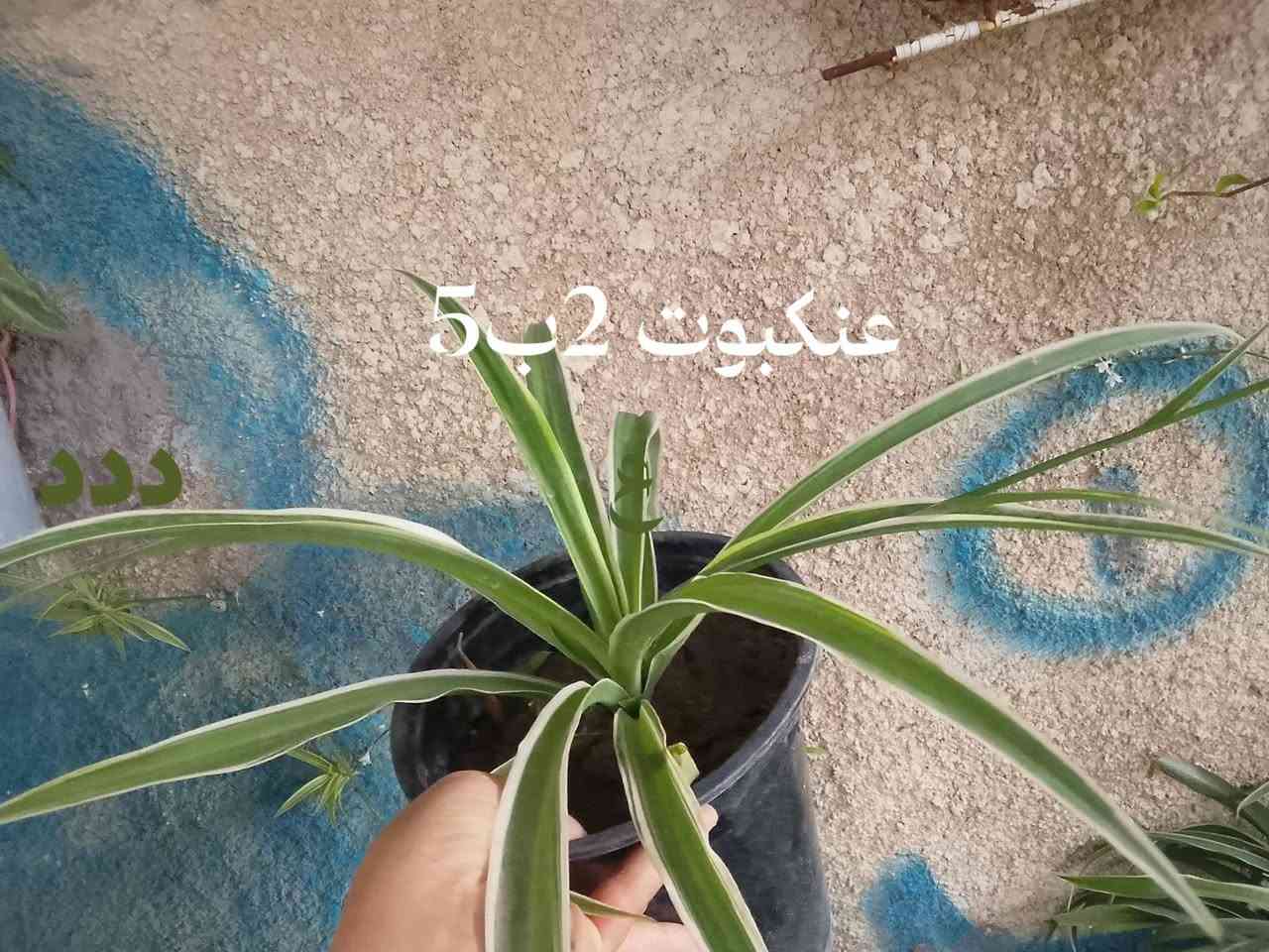 تتوفر نباتات خارجيه البيع 🍀🚗🌱🌺🌿🌿يوجد توصيل داخل بغداد بعض المناطق🚘🚗☘️☘️☘️☘️🌱🌺🍀🍀🍀🍀🍀


**إذا كنت صاحب هذا الإعلان وتريد حذفه لأي سبب، رجاءا أرسل رسالة إلى الدعم الفني**