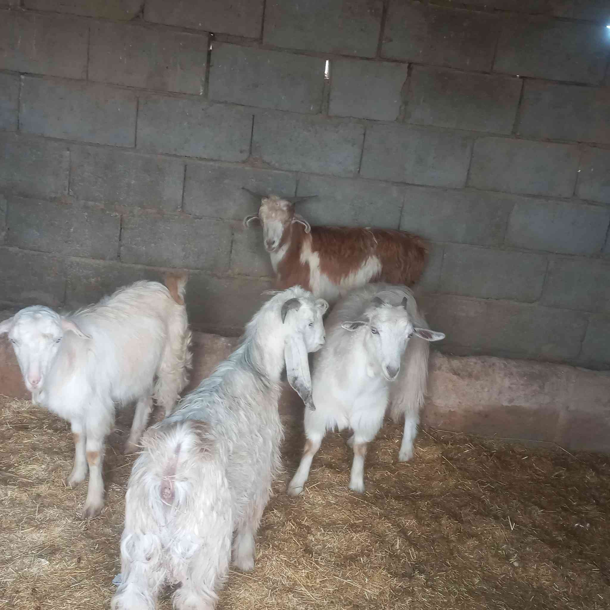 جدايه لبيع العدد ٤ مع اصخله مرعز سعر الجوزب  ٢٧٠ وبيهن مجال بسيط
***********
بلاش جو السوك
