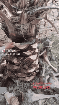 تنضيف النخيل والتكريب وتقطيع النخيل ***********
