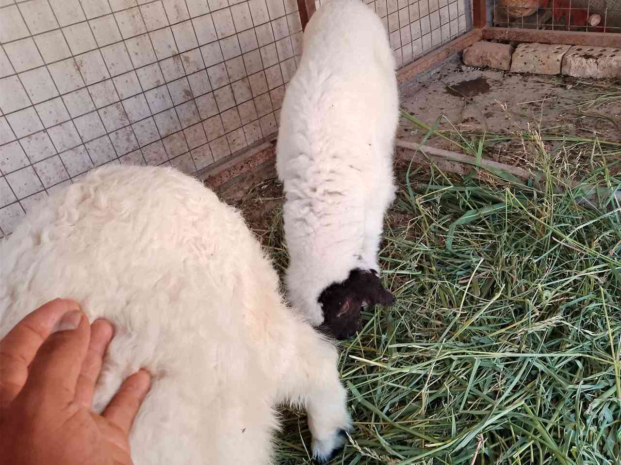 طليه نذاريه للبيع مكان قريه عشره شرط الصحات ***********خابرني وتدلل
