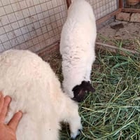 طليه نذاريه • قريه عشره • شرط الصحة