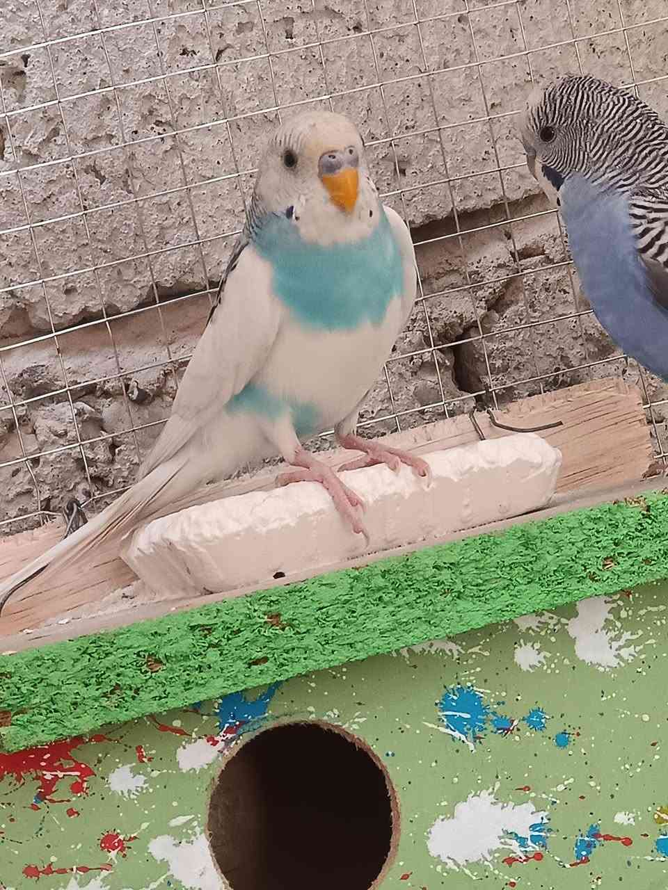 طيور حب 3 فحله ونثيه وحده 
***********
