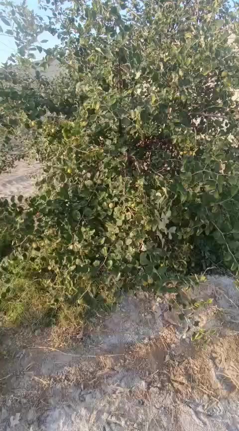 تتوفر اميات لسدر لتفاحي مال ابو الخصيب عنواني بصره ابو الخصيب ***********
