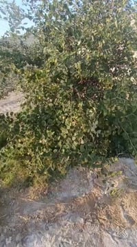 اميات سدر • بصره ابو الخصيب