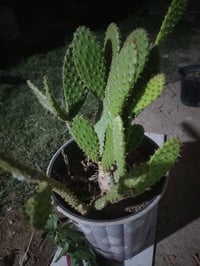 صباره • حجم كبير