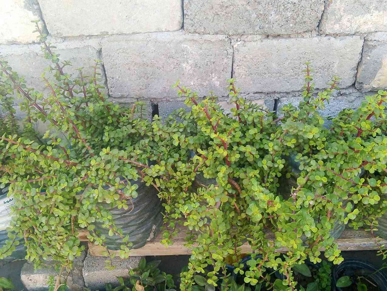 السلام عليكم زبائن الكرام عروض اليوم الخميس ينتهي العرض ٣ قطع ب٣٥ توصيل مجاني قارورة مالت مي يعني دبه مو سندانه اخر ١٠ قطع 🚘🚘🚘🚘🍀🌿🌿🌿🌿🌿🌿


**إذا كنت صاحب هذا الإعلان وتريد حذفه لأي سبب، رجاءا أرسل رسالة إلى الدعم الفني**