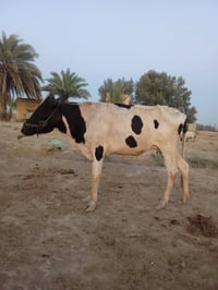 بجر • بابل الشوملي • توصيل