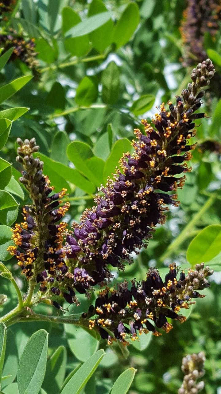 🌿 مشتل سلفينيا 🌿
توفرت شتلات اكاسيا بنفسجية (Amorpha fruticosa) 🟣🌿

 
📏 الارتفاع:متر وربع تقريبا 
💰 السعر: 10 آلاف
🚚 التوصيل: متوفر لجميع المحافظات 🌹

🌿 المواصفات:
شجيرة زينة مميزة بأزهار بنفسجية جذابة 🟣
تُعرف أيضاً باسم False Indigo
سريعة النمو وقابلة للتجديد بعد التقليم
تزهر لفترة طويلة (من آذار إلى أيار)
🌞 التحمل:
تتحمل الحرارة والبرودة (حتى تحت الصفر)
تتحمل الجفاف والملوحة نسبياً بعد السنة الأولى
قليلة الإصابة بالأمراض
مناسبة لوسط وجنوب وشمال العراق

🌱 الفوائد:
تجذب النحل والفراشات (ممتازة للنحالين) 🐝
تثبت التربة وتغذيها بالنايتروجين
تستخدم للزينة وتظليل الحدائق
لها استخدامات في الأصباغ وبعض التطبيقات الزراعية


**إذا كنت صاحب هذا الإعلان وتريد حذفه لأي سبب، رجاءا أرسل رسالة إلى الدعم الفني**