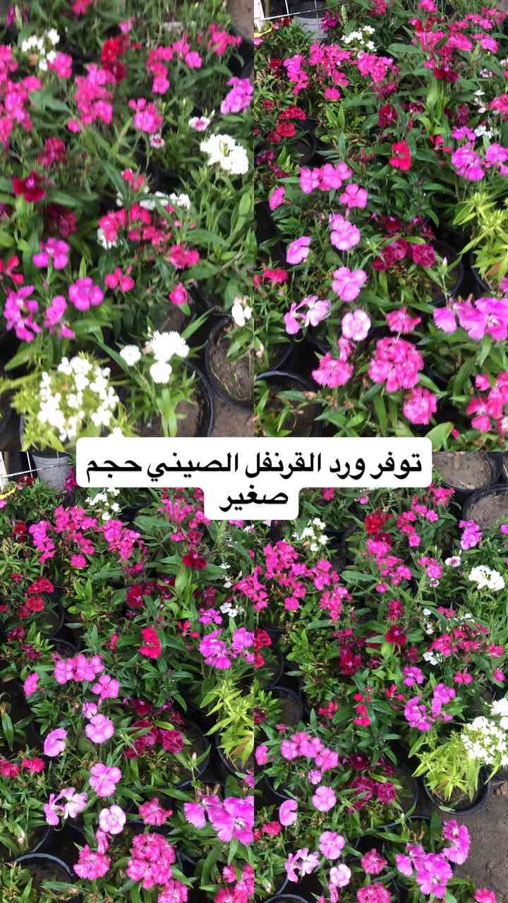 اللهم صلي وسلم على سيدنا محمد وعلى اله وصحبة وسلم تسليما.
توفر عدنا انواع مـٰن  الورود المختلفه و مبيدات والمنشطات والبتموس 🤍

العنوان : بغداد /سلمان باك / قرب جامع سعد /شارع الحدادين 🤍

سوينا لكم بيج على برنامج الإنستقرام لكي نجاوب على اسئلتكم المتنوعه 

اسم البيج : بيج مشتل ابو علي الفراجي 

يوزر البيج: l0.33.m

رابط البيج:https://www.instagram.com/l0.33.m?igsh=bGZmMGw4bTN2ODZw

مشتل ابو علي الفراجي يرحب بالجميع 🤍


**إذا كنت صاحب هذا الإعلان وتريد حذفه لأي سبب، رجاءا أرسل رسالة إلى الدعم الفني**