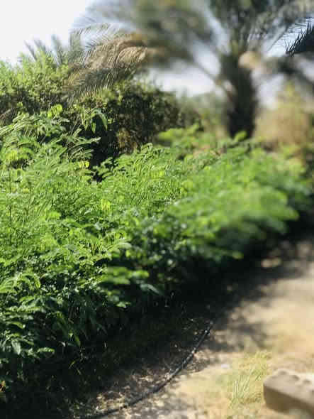 السلام عليكم 
متوفر ددونيا ارتفاع متر وفوك سعر جمله 500
وايضا متوفر البيزيا لبخ سندان 19 ارتفاع متر ونصف سعر جمله 1500 

حله /قرب العلويه شريفه (ع)
***********
