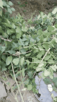 بسم الله الرحمن الرحيم 
للثواب مجاني 
اقلام جهنمي 
اقلام طرنج 
اقلام تكي كندي 
اقلام تكي عراقي 
اقلام رمان واندفل 
الى ارواح امواتي الفاتحه 
مشتل الزهراء في ميسان 
العماره بستان دور النفط شارع مقبره الصابئه قرب جملونات بيت العنتاكي للدواشك والحصران داخل الفرع 
***********
***********
