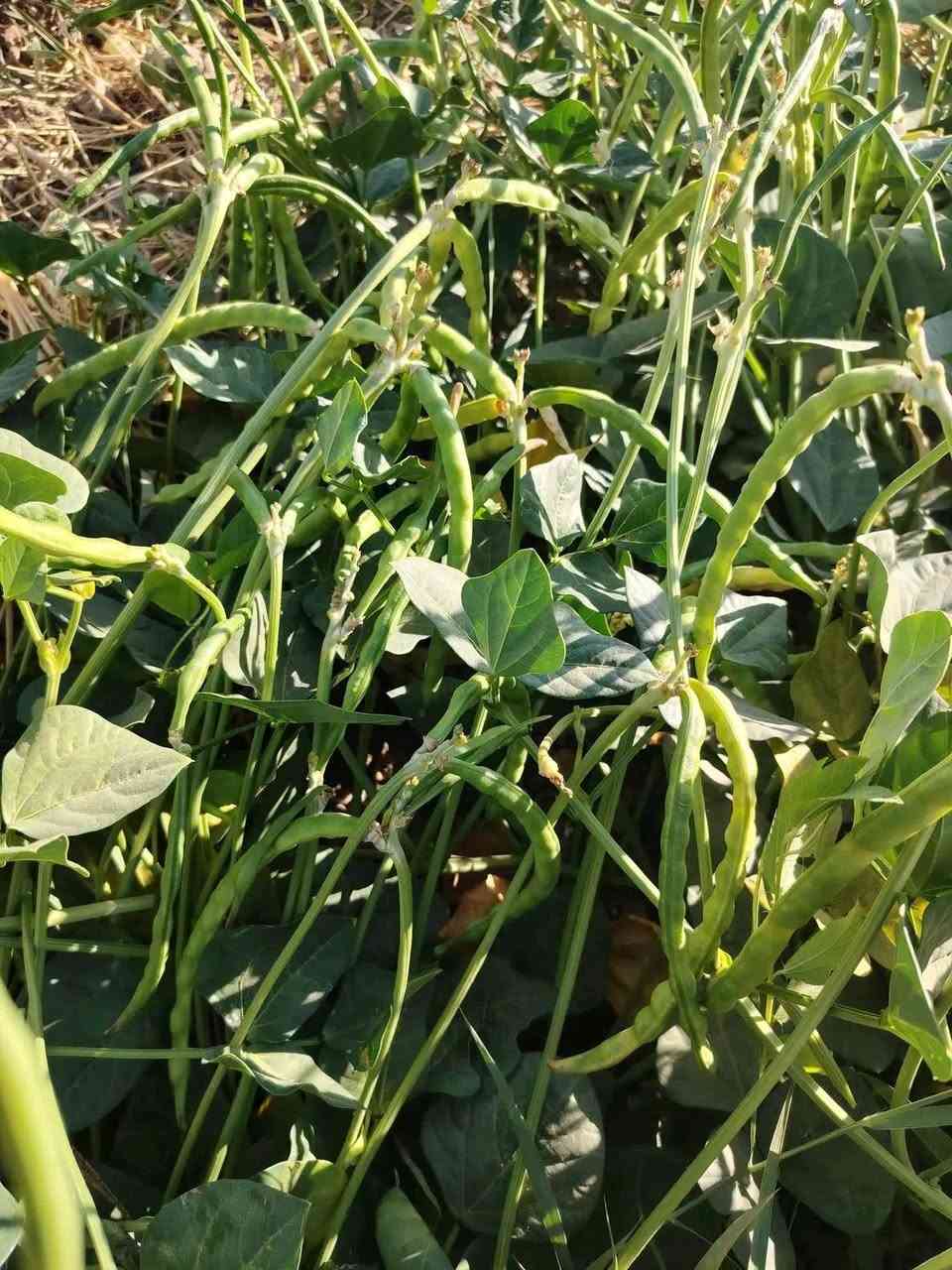 متوفر بذور لوبيا  البيادر☘️
غزاره في الإنتاج
تحمل الحراره
مقاومة للامراض 
جمله ومفرد 
***********
