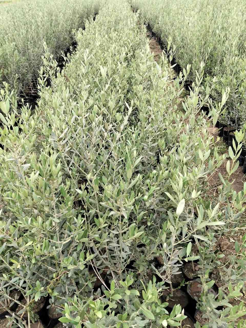 لدينا جميع انواع شتلات الزيتون بانواعه بكول منزنلو كروتينا وكروناكي وعجيزي شامي وتفاحي وجزورين وتين أسباني ت 01025949291


**إذا كنت صاحب هذا الإعلان وتريد حذفه لأي سبب، رجاءا أرسل رسالة إلى الدعم الفني**