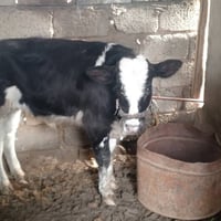 السلام حوالي للبيع جنس درجه اولى العدد ٣ ابيع شلع وابيع مفرد الرقم 078...