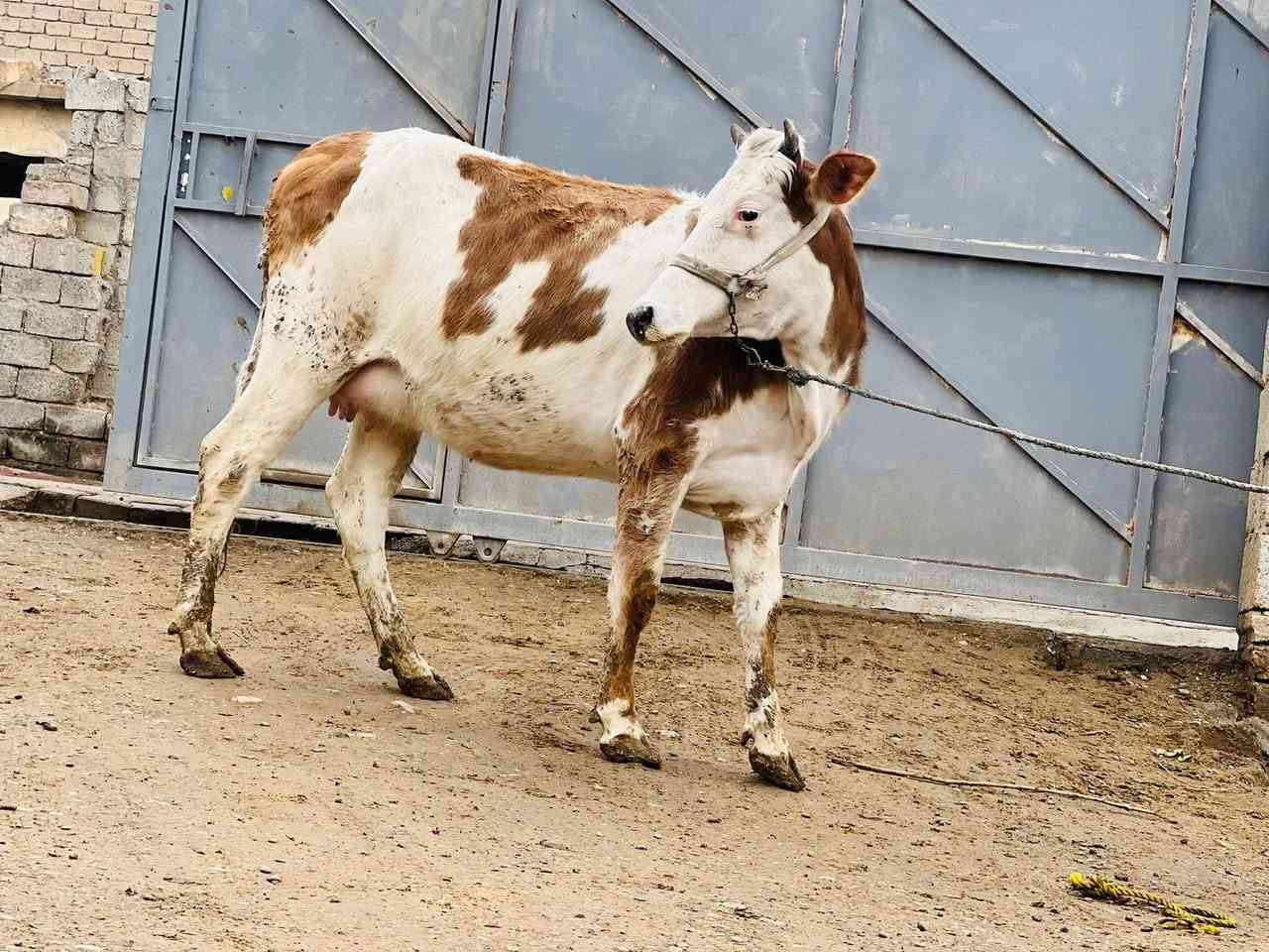 السلام عليكم ورحمة الله وبركاتة اباچير محططات على ميلاد سمتال على كل عيب ناصحات مال بيت اجل وشرب الاستفسار ع هاذه الرقم *********** ملاحظه يرهم مراوس بحلال الموقع ناحيةالزاب
