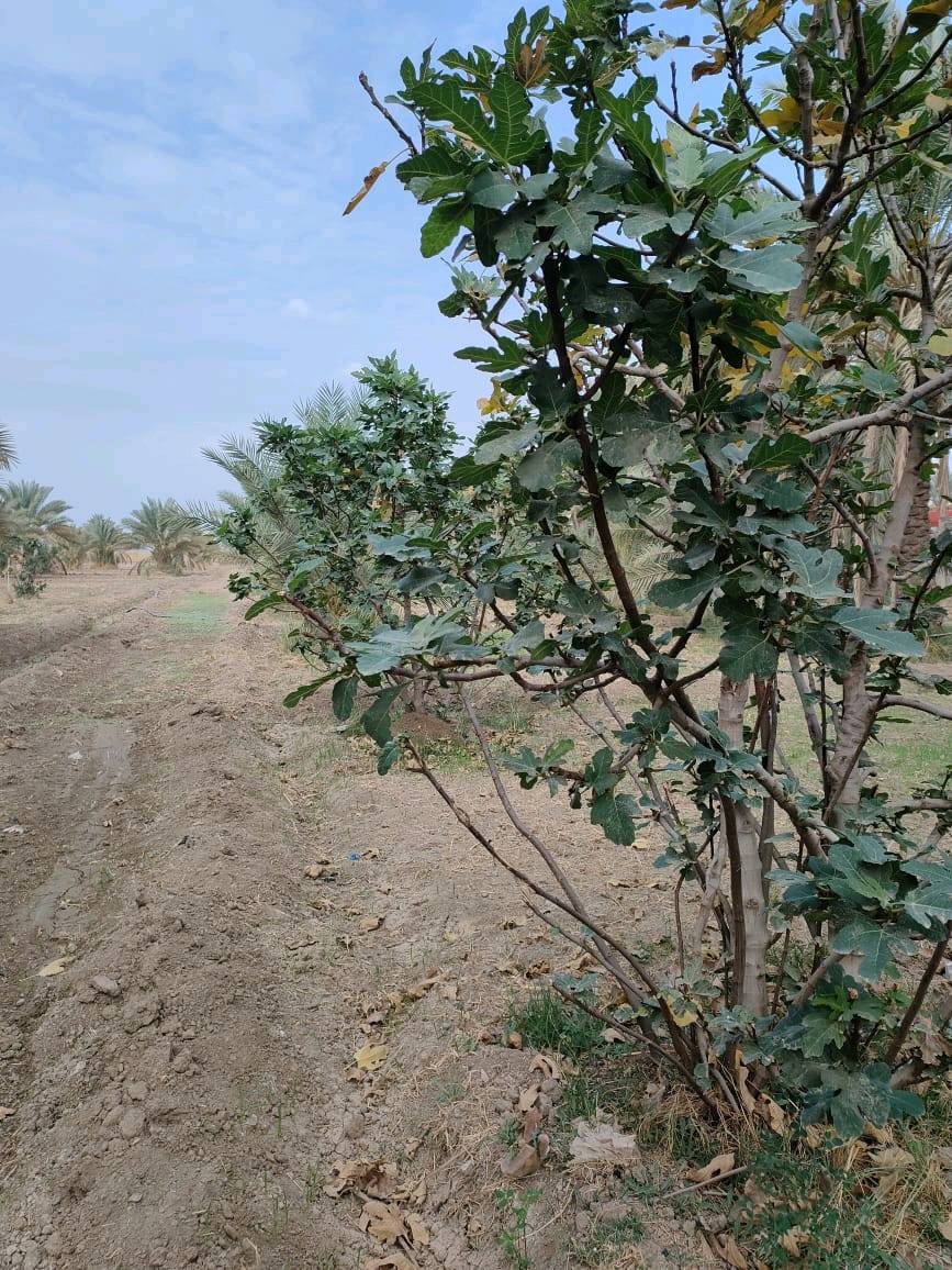 قطعة أرض مساحة 6 دونم طابو صرف خدمات كاملة تبعد عن الشارع 20 متر واجهة 40 نزال 600 / يوجد فيها 80 نخلة حمال واشجار تين 
الموقع بابل/ المسيب/ أراضي الناصرية / جامع الرسول الاعظم / مقابيل مدرسة العوفي مباشرة 
سعر الدونم 85 مليون وبيها مجال 
***********