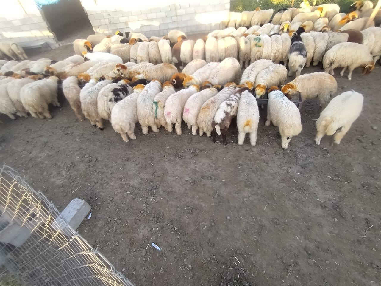 سارع وحجز ضحيتك من قصابه الحجي انسب اسعار العراقي 100/100 عنوان المحل كركوك الاسره المفقودين قرب مول ماشاءالله اتصل عله الرقم وتدلل ***********
