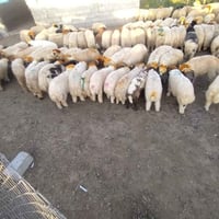 كركوك • قصابة الحجي • ضحيتك