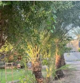 🔘جنس العقار/ زراعي 25 
🌴نوع العقار/ أرض زراعية 
📐المساحة/ 2,500م ( دونم)
📍الموقع/ الحله منطقة الصياحية على جدول بابل مباشرة وتبعد عن الشارع الرئيسي المؤدي الى مدخل الصياحية 150م وعلى مسافة قريبة من الشارع العام لطريق حله - محاويل وخدمات متوفرة من كهرباء وماء اسالة وسقي.
✍️ملاحظة:-
الأرض مشيد عليها دار سكن طابق واحد ومشتملات اثنين علما أن الأرض مخدومة وتحتوي على اشجار النخيل واشجار أخرى.
السعر وبقية التفاصيل بامكانكم مراجعة مكتبنا أو ☎️ على الرقم/ ***********
خاص واتس 🌿
