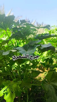 بذور حسيناوية • بطويريج • توصيل كربلاء