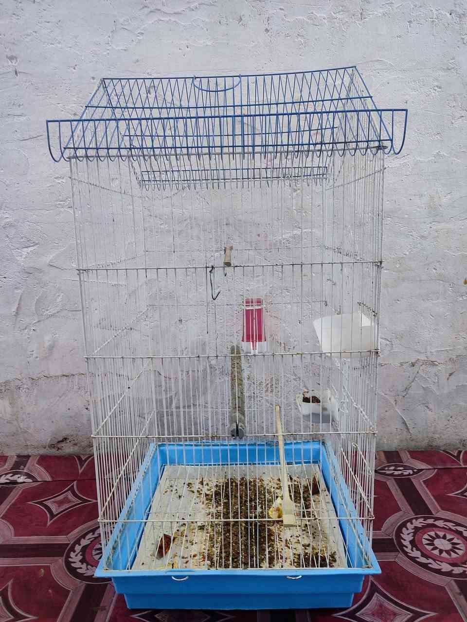 قفص جبير الرتفاع 90+العرض 44 بعدة نضيف السعر 25وبية مجال


**إذا كنت صاحب هذا الإعلان وتريد حذفه لأي سبب، رجاءا أرسل رسالة إلى الدعم الفني**