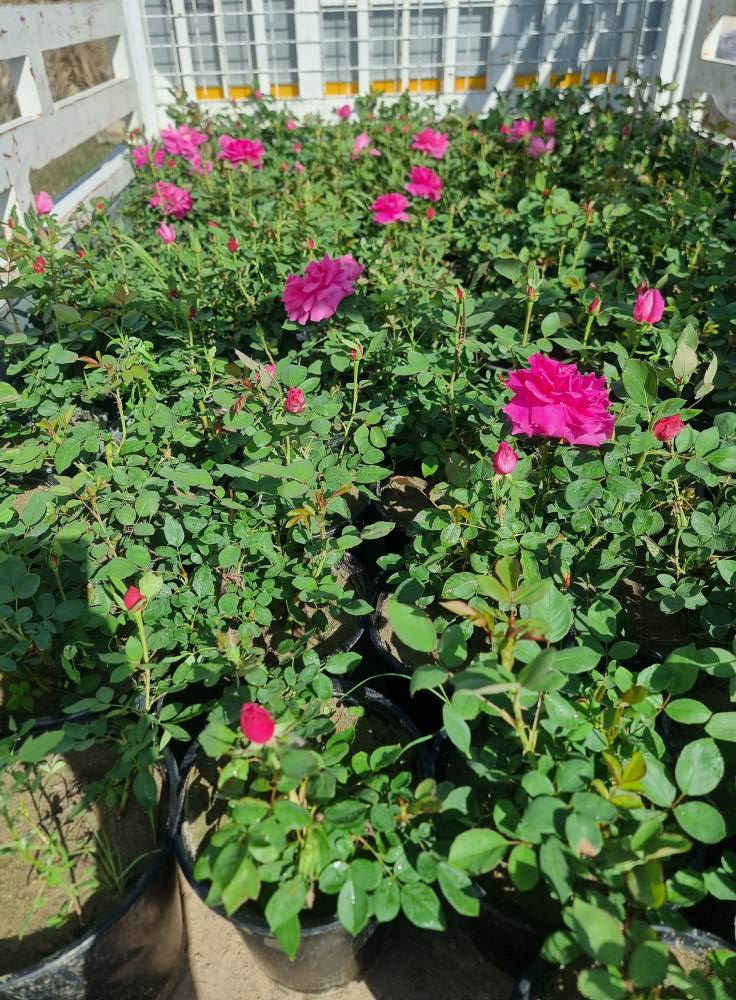 مساء الورد من مشتل الازهار


**إذا كنت صاحب هذا الإعلان وتريد حذفه لأي سبب، رجاءا أرسل رسالة إلى الدعم الفني**