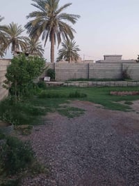 العلم الحاوي • ٥٥٠م • تابو زراعي