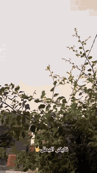 تايكر موديل 23 اوراق للبيع كفاله عامه برغي ممفتوح بيهه كلشي شغال بريك عمبار مكينه مكفوله نعومه فول صالنصه كاتم توني شادهه جديده الدراجه سعر 650 وبيهه مجال  رقمي ***********
