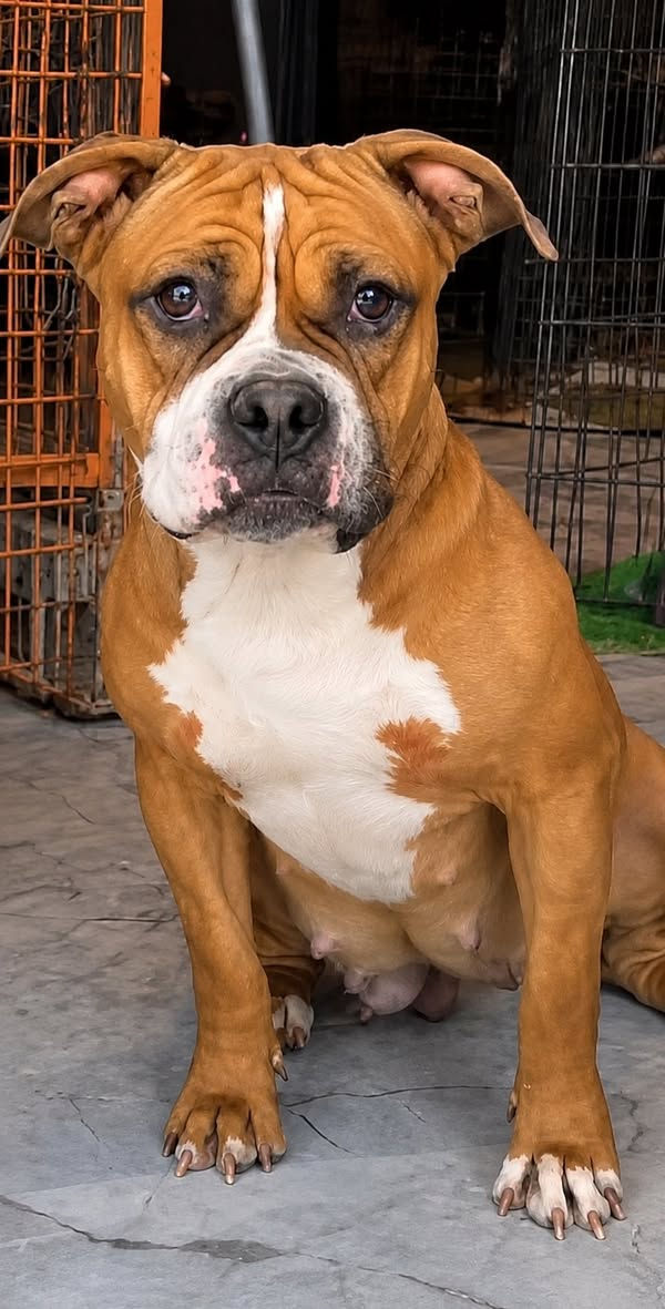 🐶 متوفرة أنثى American Bully 🐶
✅ العمر: سنة و4 أشهر

✅ أنثى قوية وصحتها ممتازة

✅ جسم جميل وطباع هادئة

✅ توصيل متوفر لجميع محافظات العراق🚚

📞 للحجز والاستفسار: 

***********
